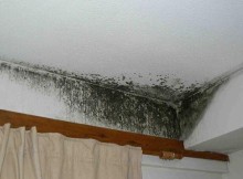 Що сприяє появі цвілі в будинку?