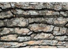 Німецькі вчені розробили ізоляційну піну з кори дерева - це і є іноваційна технологія